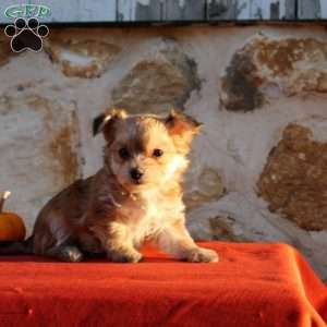 Unity, Morkie / Yorktese Puppy